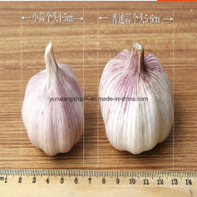 2016 Lowest China White Garlic